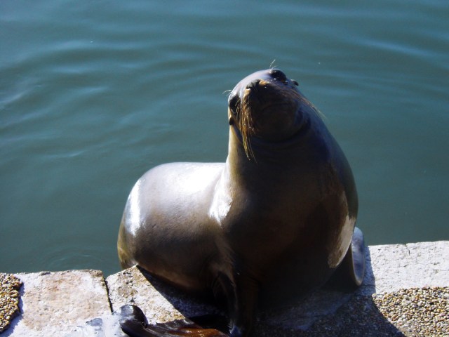 Lobos marinos en punta del este